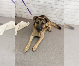 German Shepherd Dog-Unknown Mix Dogs for adoption in San Bernardino, CA, USA