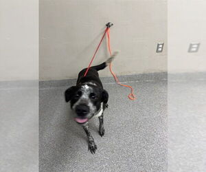 Labrador Retriever-Unknown Mix Dogs for adoption in Pasadena, TX, USA