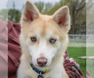 Huskies -Shiba Inu Mix Dogs for adoption in Huntley, IL, USA