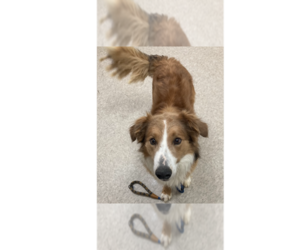 Collie-Unknown Mix Dogs for adoption in Greenbelt, MD, USA