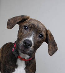 American Bulldog Dogs for adoption in Eden Prairie, MN, USA