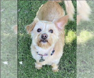 Havanese-Unknown Mix Dogs for adoption in Greensboro, NC, USA