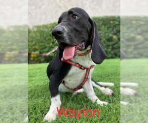 Basset Hound Dogs for adoption in Whittier, CA, USA