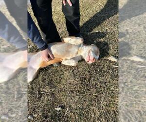 American Pit Bull Terrier Dogs for adoption in Saginaw, MI, USA