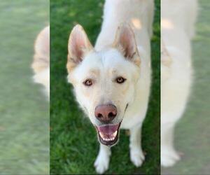 German Shepherd Dog Dogs for adoption in Riverside, CA, USA
