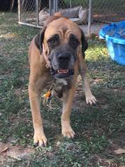 Mastiff Dogs for adoption in Boerne, TX, USA