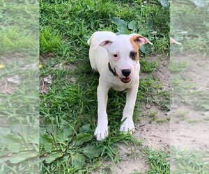 Bullboxer Pit Dogs for adoption in Jackson Township, NJ, USA