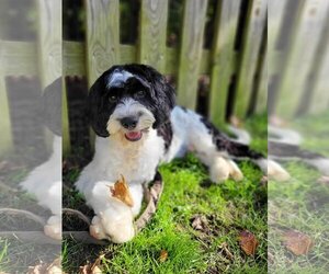 Cavalier King Charles Spaniel-Unknown Mix Dogs for adoption in Dahlgren, VA, USA