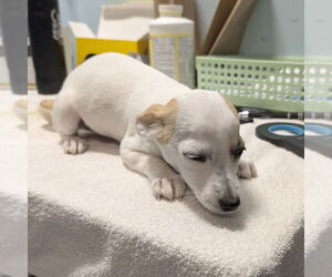 Jack Russell Terrier-Unknown Mix Dogs for adoption in Chico, CA, USA