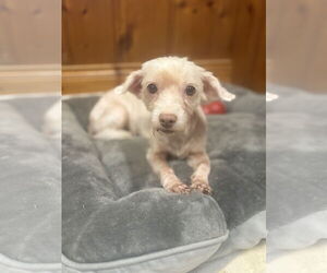 Maltipoo Dogs for adoption in Raleigh, NC, USA