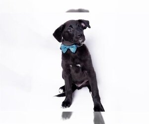 Labrador Retriever-Unknown Mix Dogs for adoption in Ames, IA, USA