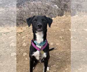 Labrador Retriever-Unknown Mix Dogs for adoption in Sandy, UT, USA