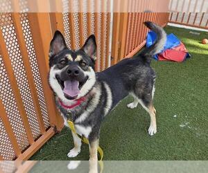 Siberian Husky-Unknown Mix Dogs for adoption in Las Vegas, NV, USA