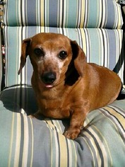 Dachshund Dogs for adoption in Pacolet, SC, USA