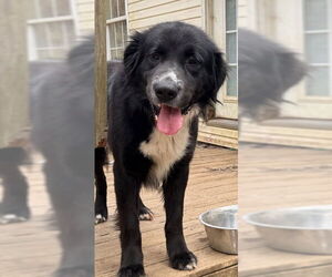 Pyrenees Border Collie Dogs for adoption in Newfoundland, PA, USA