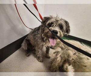 Medium Photo #1 Mutt Puppy For Sale in Corona, CA, USA