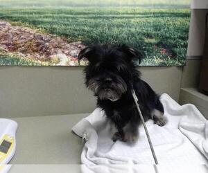 Mutt Dogs for adoption in Moreno Valley, CA, USA