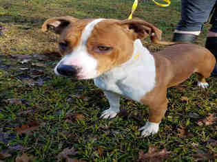 Bullboxer Pit Dogs for adoption in Gainesville, FL, USA