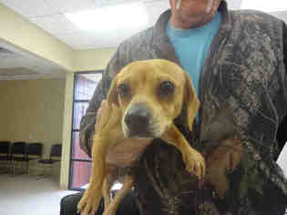 Medium Photo #1 Chiweenie Puppy For Sale in Texas City, TX, USA