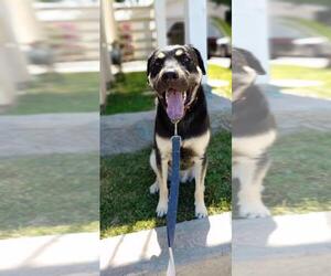Shepweiller Dogs for adoption in Newport Beach, CA, USA