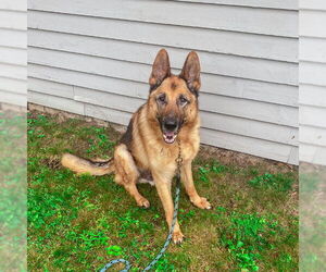 German Shepherd Dog Dogs for adoption in Millburn, NJ, USA
