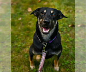 Mutt Dogs for adoption in Redmond, WA, USA