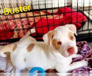 American Pit Bull Terrier Dogs for adoption in Gilbert, AZ, USA