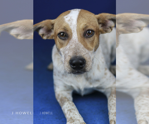 Red Heeler-Unknown Mix Dogs for adoption in Tupelo, MS, USA