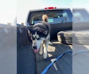 Siberian Husky Dogs for adoption in Stockton, CA, USA