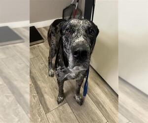 Great Dane Dogs for adoption in Redlands, CA, USA