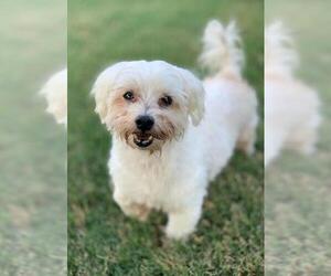Maltese Dogs for adoption in Abilene, TX, USA