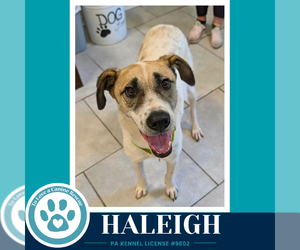 Mutt Dogs for adoption in Kimberton, PA, USA