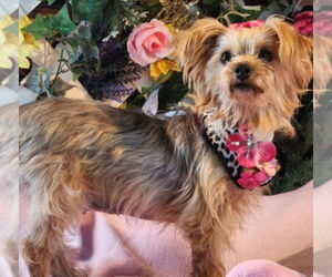 Mutt Dogs for adoption in Bon Carbo, CO, USA