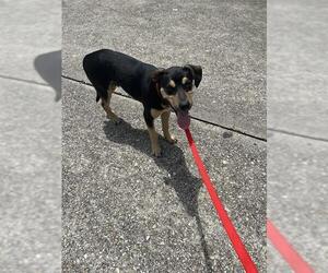 Australian Kelpie Dogs for adoption in Houston, TX, USA