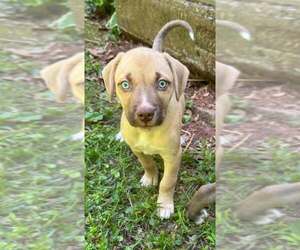 Weimaraner-Whippet Mix Dogs for adoption in Mechanicsburg, PA, USA