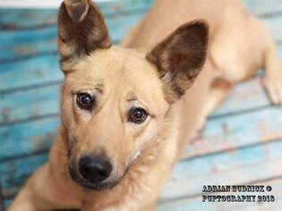 German Shepherd Dog Dogs for adoption in Nashville, TN, USA
