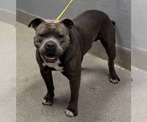 Mutt Dogs for adoption in Las Vegas, NV, USA