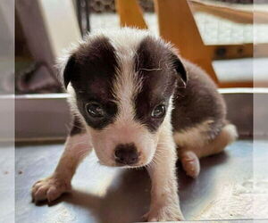 Mutt Dogs for adoption in Minneapolis, MN, USA
