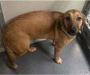 Labrador Retriever-Unknown Mix Dogs for adoption in Glen Allen, VA, USA