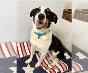 Border-Aussie Dogs for adoption in Princeton, MN, USA