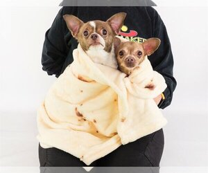 Chihuahua Dogs for adoption in phoenix, AZ, USA