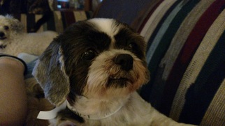 Shih Tzu Dogs for adoption in Grimes, IA, USA