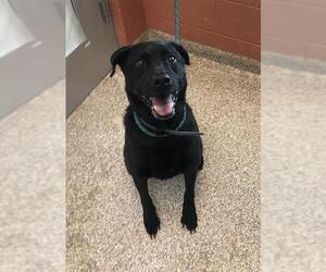 Labrador Retriever Dogs for adoption in Pueblo, CO, USA