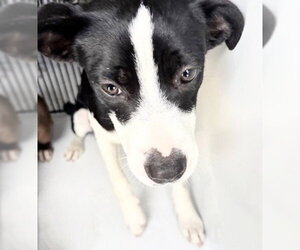 Labrador Retriever Dogs for adoption in Houston, TX, USA