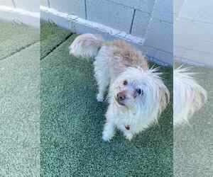 Malchi Dogs for adoption in Tempe , AZ, USA
