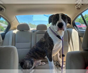 Boxer-Unknown Mix Dogs for adoption in garner, NC, USA