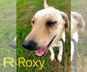 Labrador Retriever Dogs for adoption in White River Junction, VT, USA