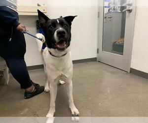 Akita Dogs for adoption in Berkeley , CA, USA