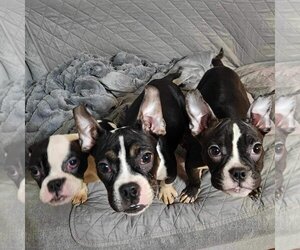 Boston Terrier Dogs for adoption in Dumont, NJ, USA