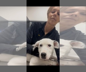 Border Collie-Dalmatian Mix Dogs for adoption in NYC, NY, USA
